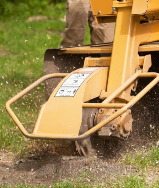 This is a photo of stump grinding carried out in New Romney. All works are being undertaken by New Romney Tree Surgeons