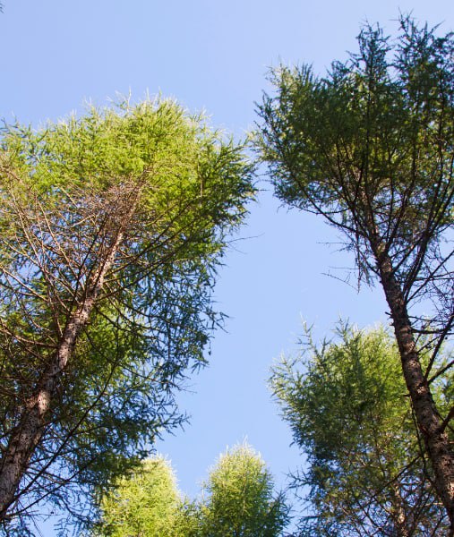 This is a photo of over grown trees needing crown reduction in New Romney.