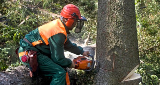 This is a photo of a tree being cut down in New Romney. All works are being undertaken by New Romney Tree Surgeons