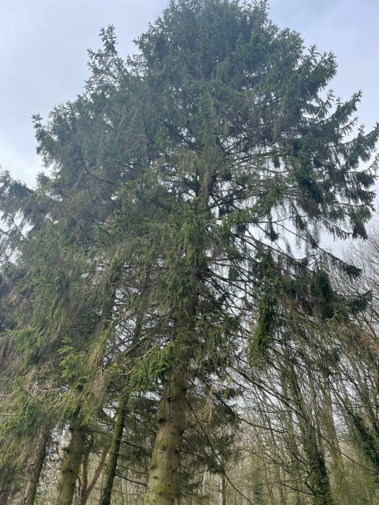 This is a photo of tree felling being crowned in New Romney. All works are being undertaken by New Romney Tree Surgeons